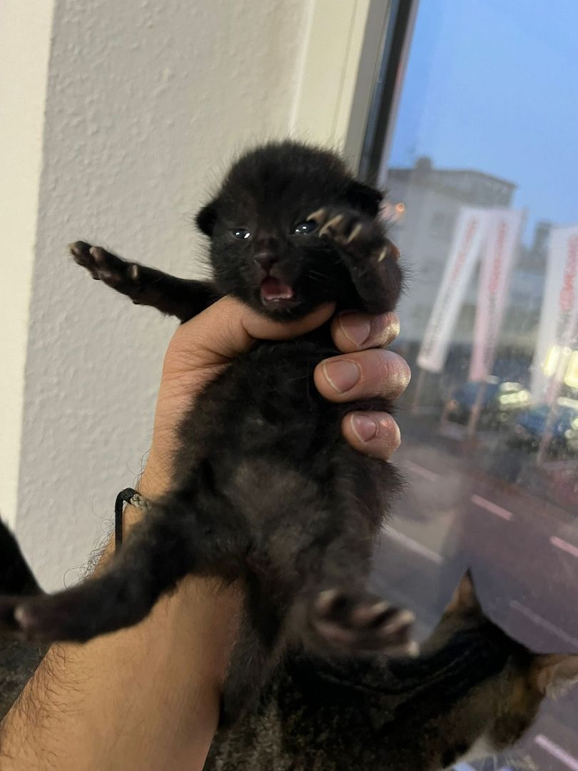 Süße BKH Kitten an Liebevolle werdende Katzen Eltern abzugeben