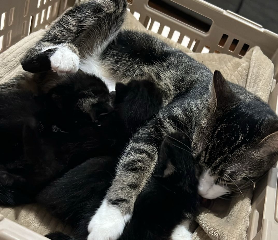 Süße BKH Kitten an Liebevolle werdende Katzen Eltern abzugeben