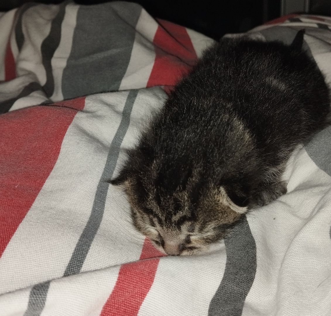 Süße BKH Kitten an Liebevolle werdende Katzen Eltern abzugeben