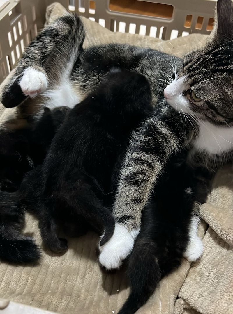 Süße BKH Kitten an Liebevolle werdende Katzen Eltern abzugeben