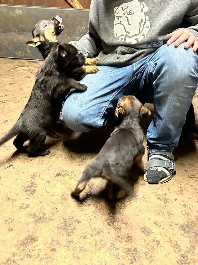 Schäferhund Welpen Schäferhund Welpen