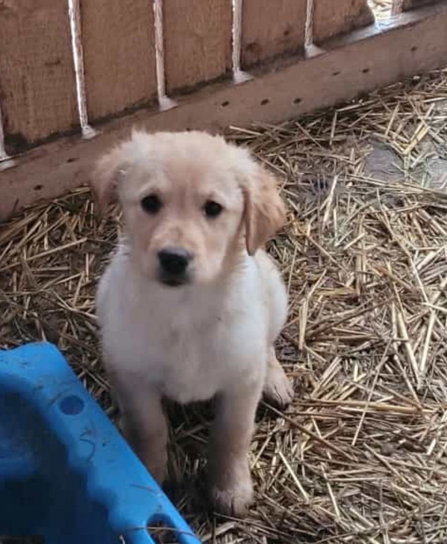 4Tolle Labradormischlinge ab mitte Januar 4Tolle Labradormischlinge ab mitte Januar