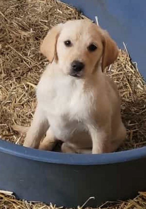 4Tolle Labradormischlinge ab mitte Januar 4Tolle Labradormischlinge ab mitte Januar