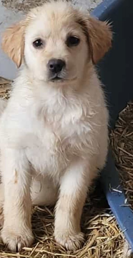 4Tolle Labradormischlinge ab mitte Januar 4Tolle Labradormischlinge ab mitte Januar