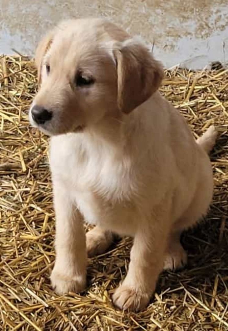 4Tolle Labradormischlinge ab mitte Januar 4Tolle Labradormischlinge ab mitte Januar