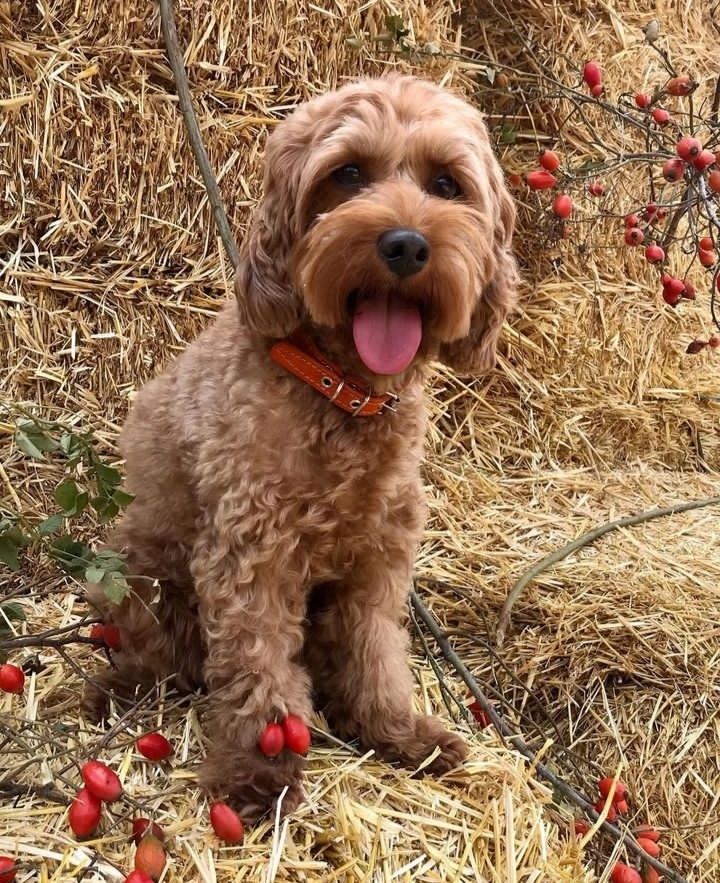 Cockapoo