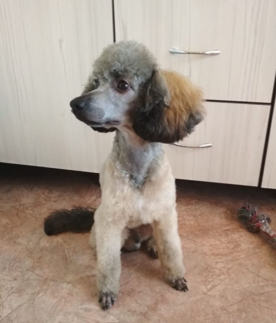 Cockapoo