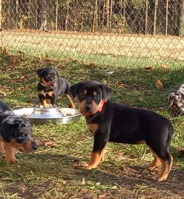 Australian Shepherd-Deutscher Pinscher-Welpen