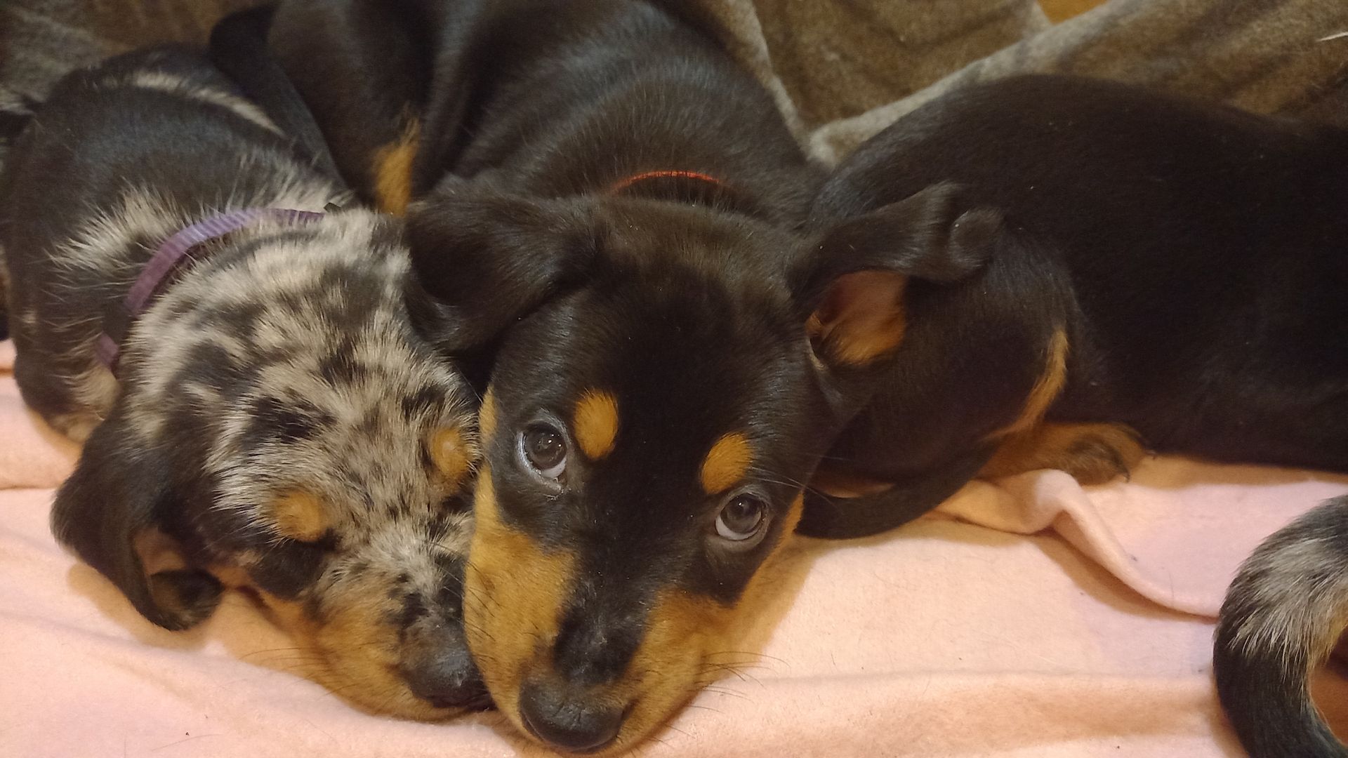 Australian Shepherd-Deutscher Pinscher-Welpen
