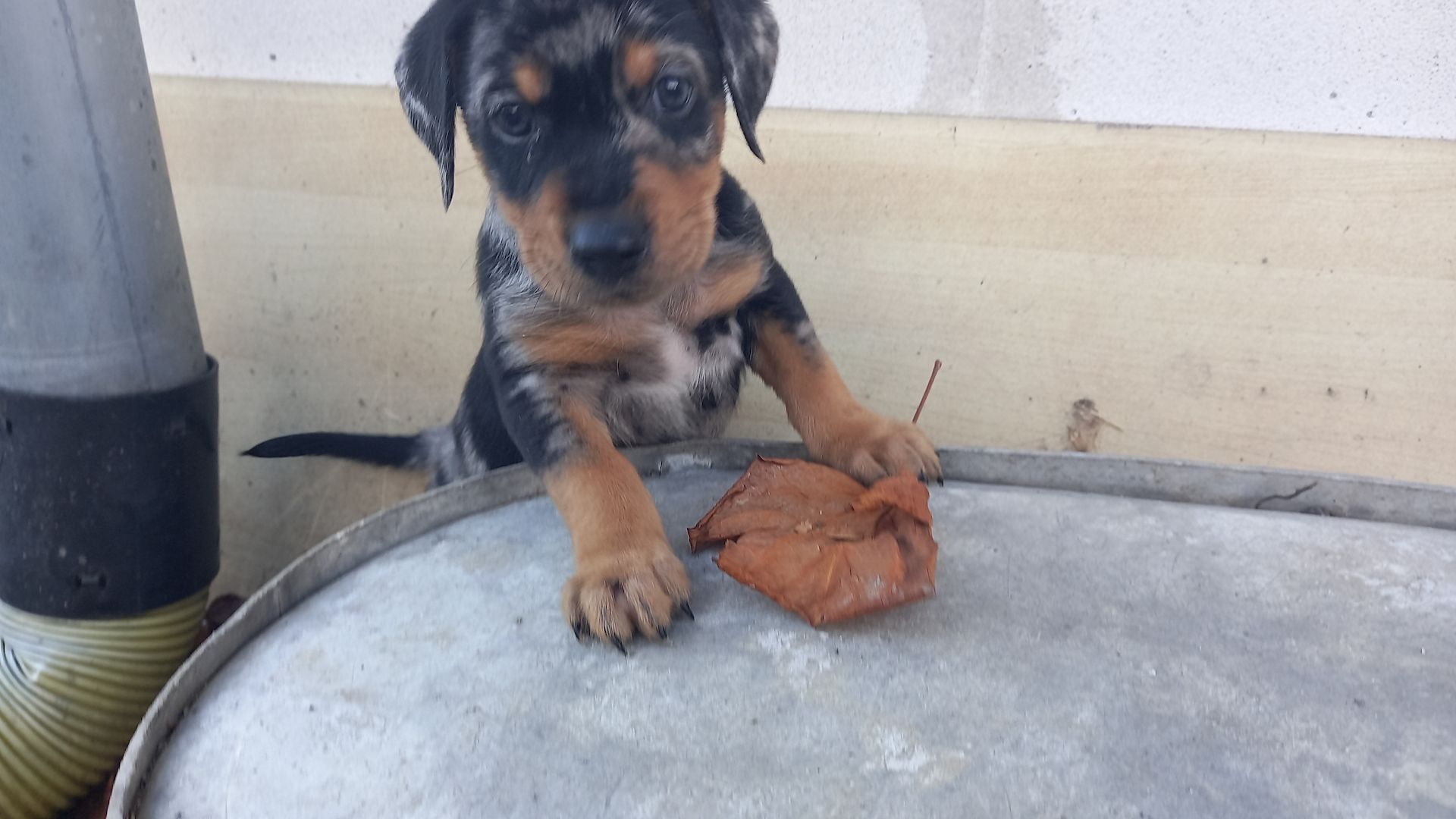 Australian Shepherd-Deutscher Pinscher-Welpen