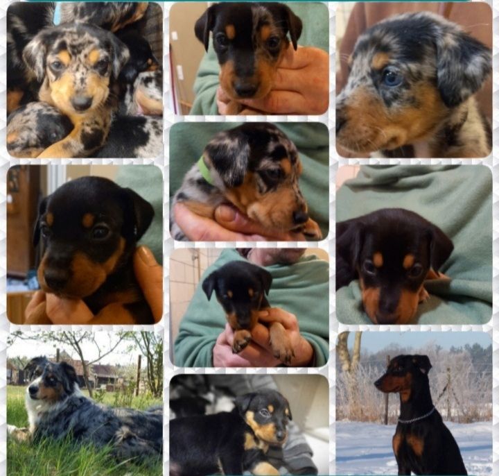 Australian Shepherd-Deutscher Pinscher-Welpen
