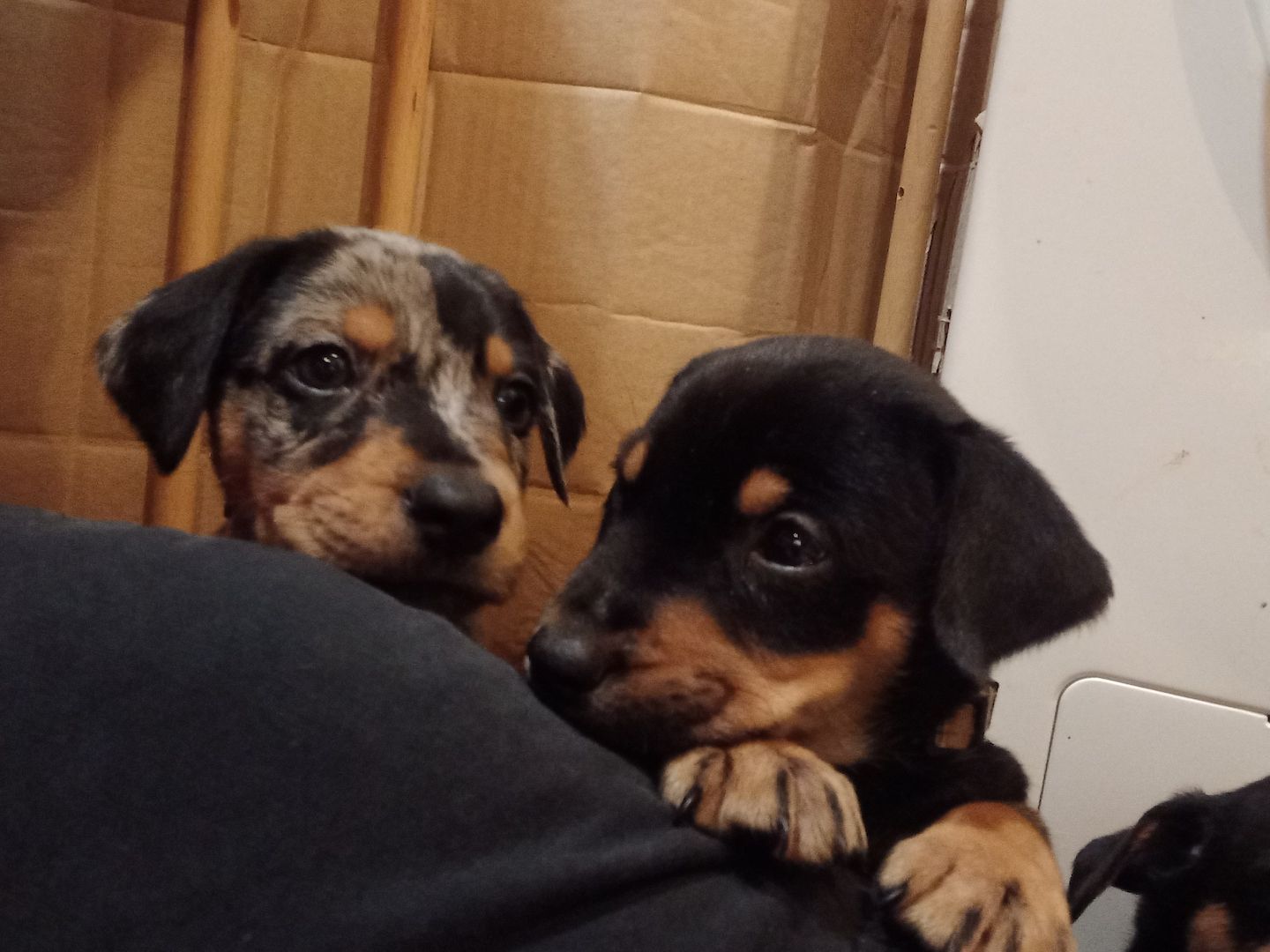 Australian Shepherd-Deutscher Pinscher-Welpen