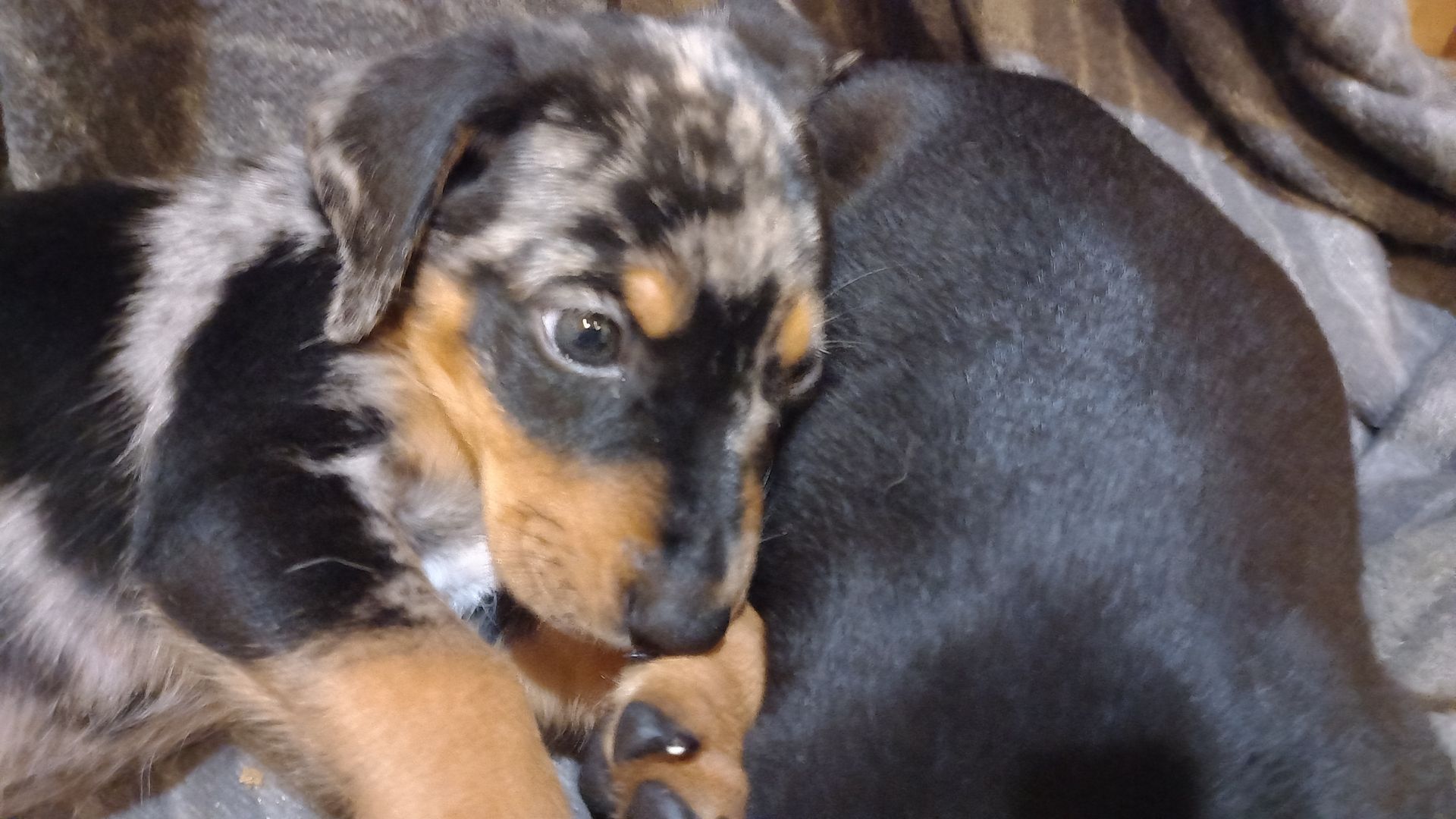 Australian Shepherd-Deutscher Pinscher-Welpen