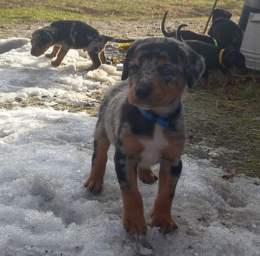 Australian Shepherd-Deutscher Pinscher-Welpen