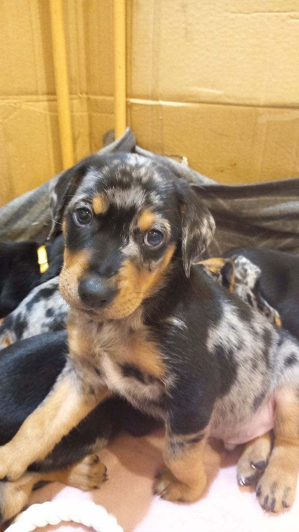 Australian Shepherd-Deutscher Pinscher-Welpen