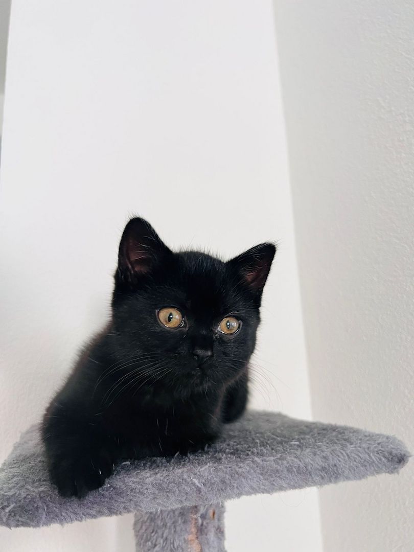 Bkh Kitten