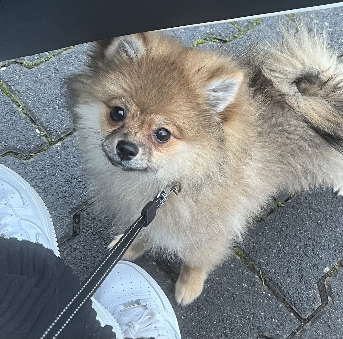 Pomeranian Zwergspitz