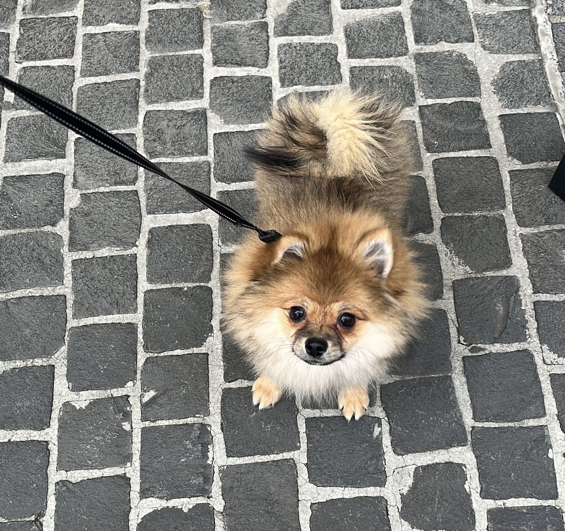 Pomeranian Zwergspitz