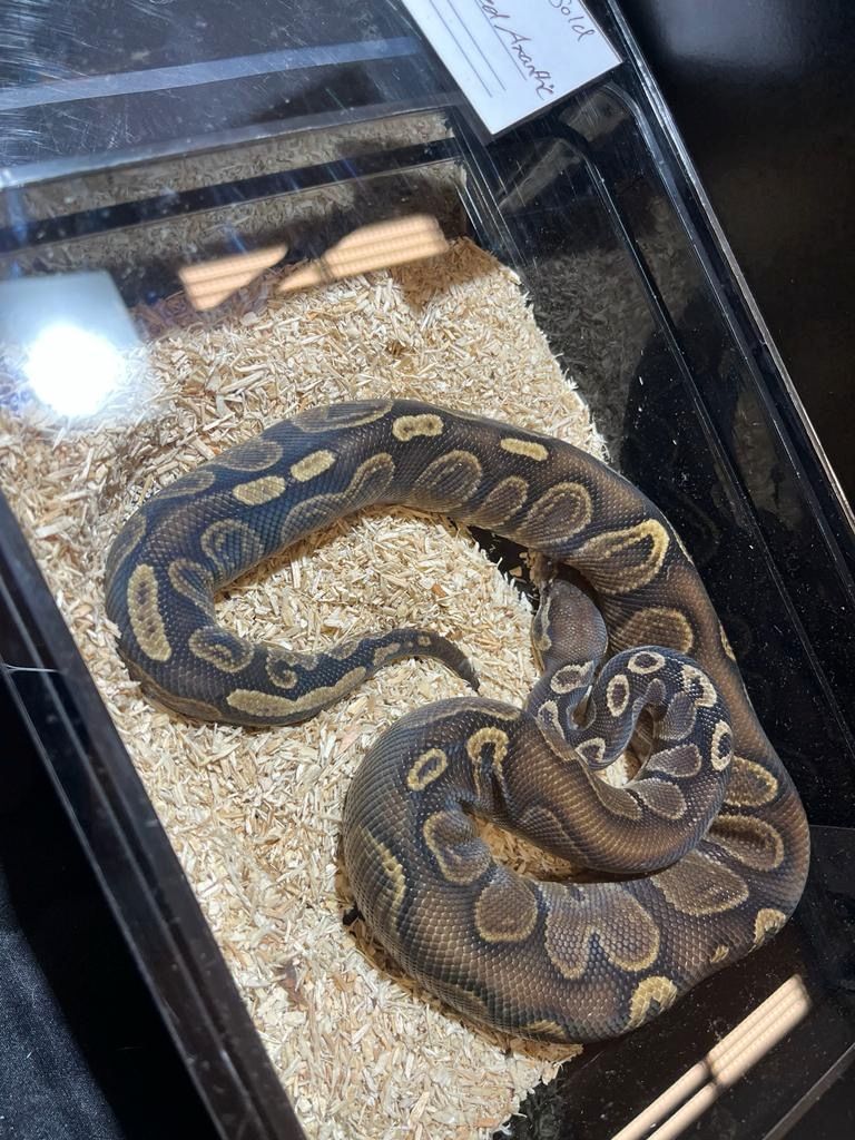 Königspython 1.0 GHI het Red Axanthic