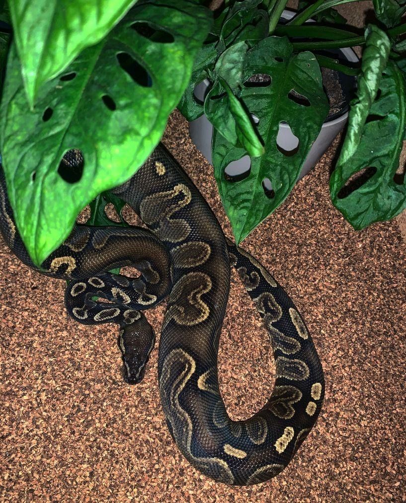 Königspython 1.0 GHI het Red Axanthic