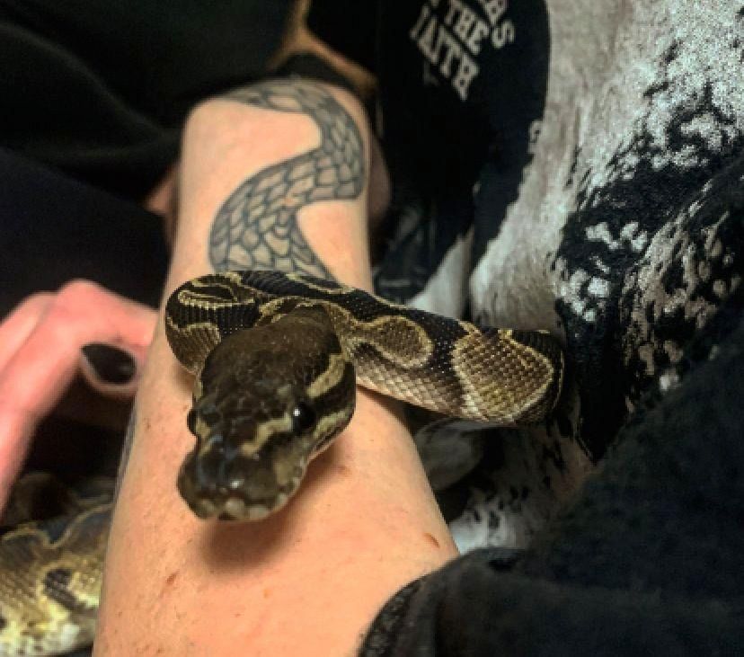 Königspython 1.0 GHI het Red Axanthic