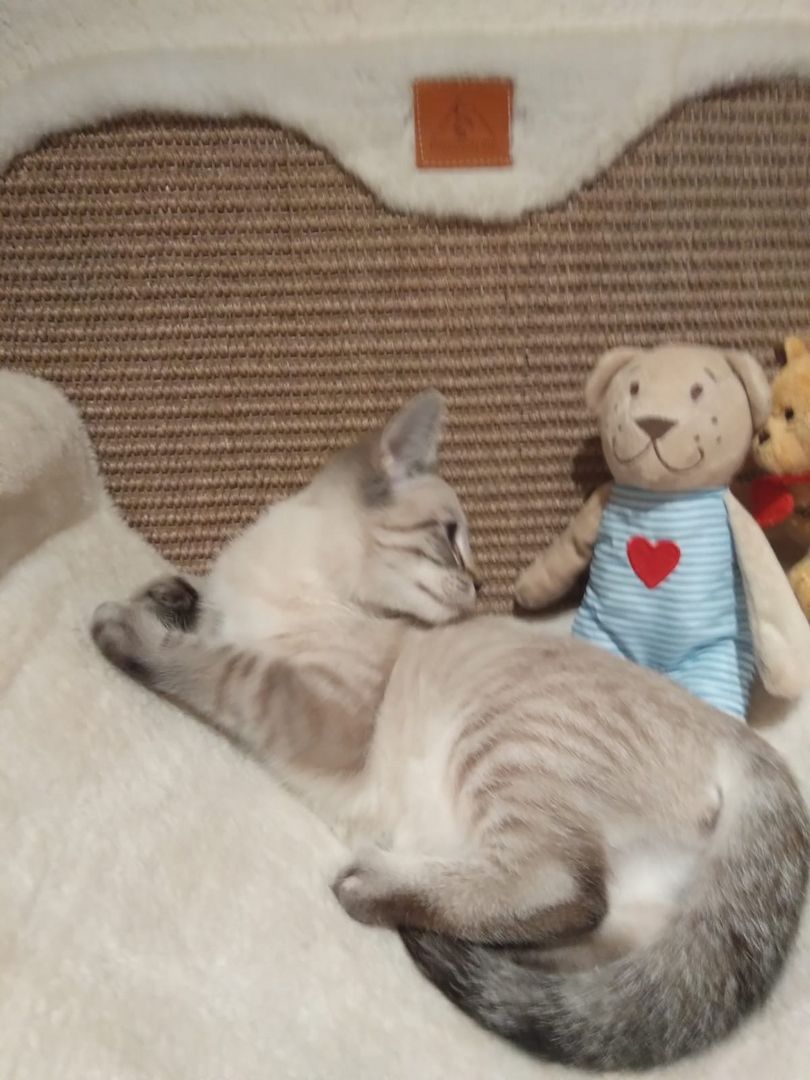 Sibirische  Norwegisches Waldkaterchen #Reserviert#