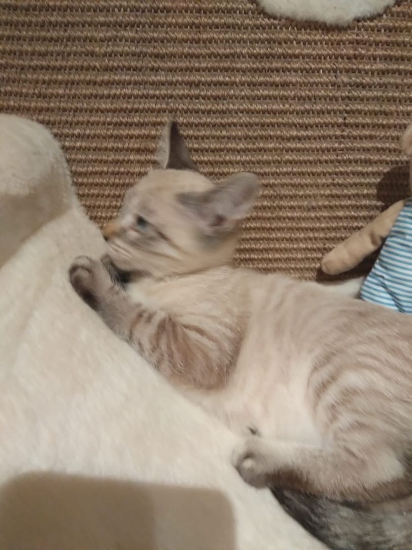 Sibirische  Norwegisches Waldkaterchen #Reserviert#