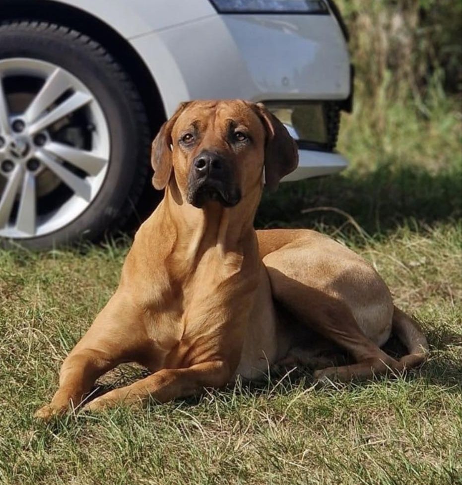 Rhodesian Ridgeback Mix Welpen