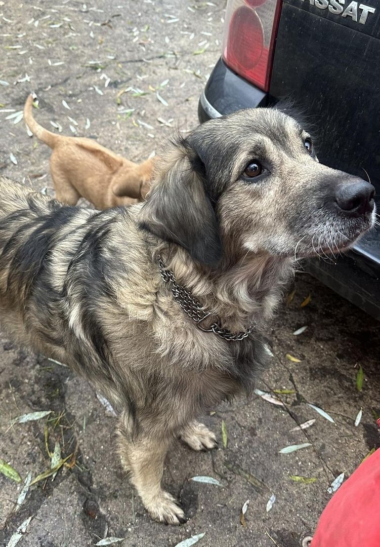 Rhodesian Ridgeback Mix Welpen