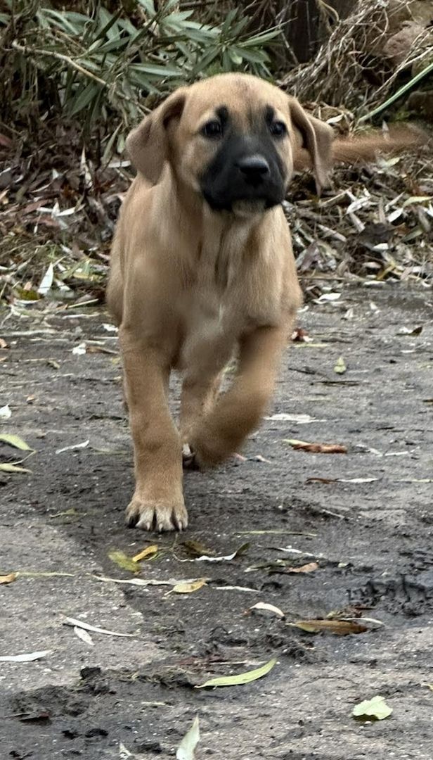 Rhodesian Ridgeback Mix Welpen