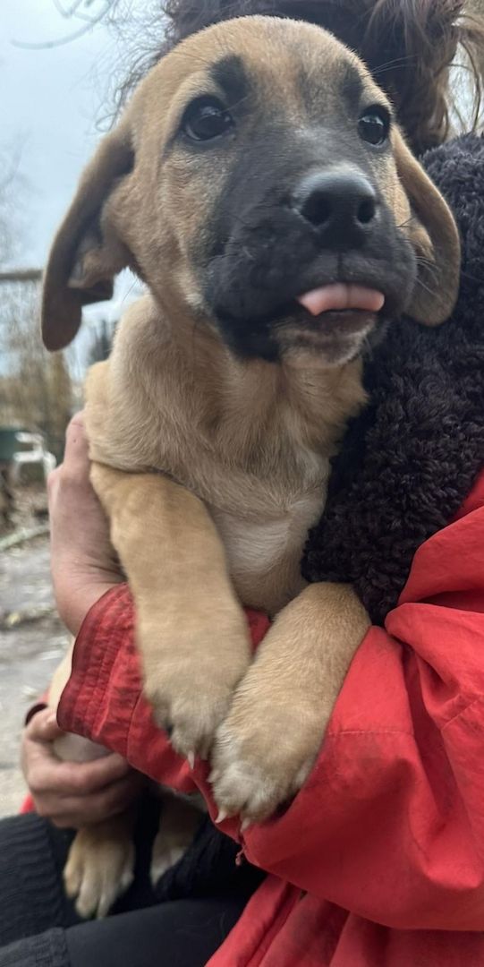 Rhodesian Ridgeback Mix Welpen