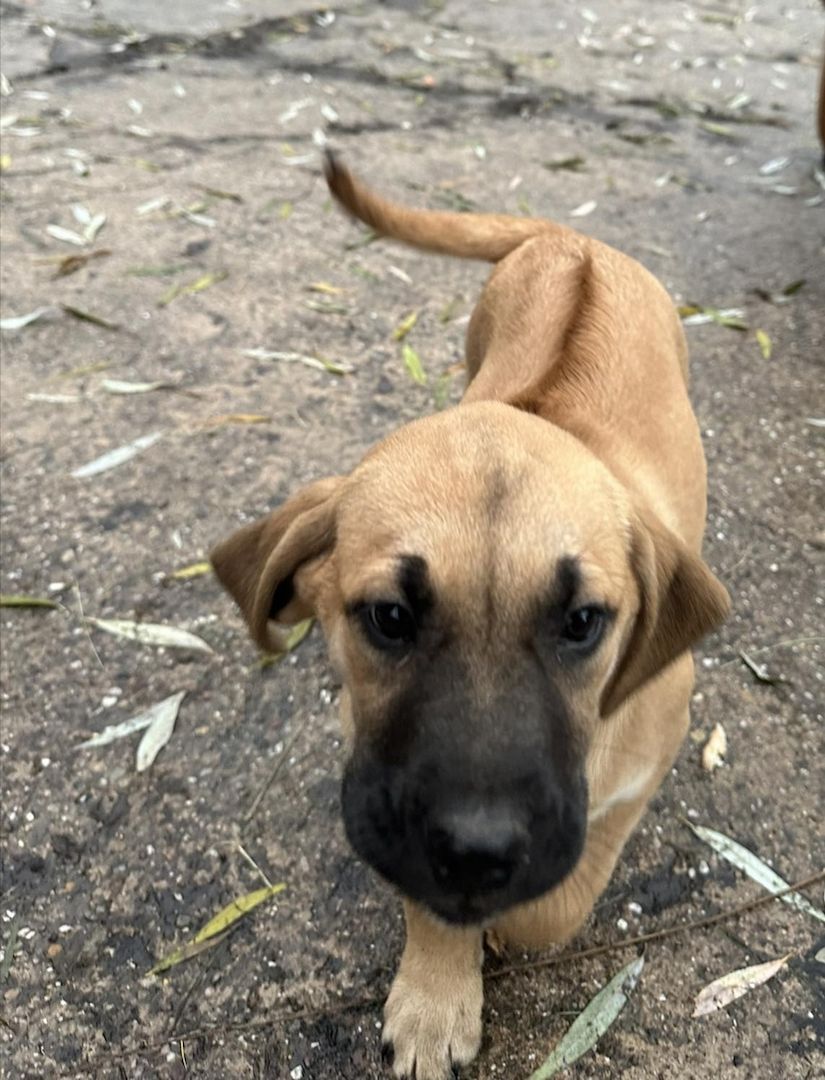 Rhodesian Ridgeback Mix Welpen