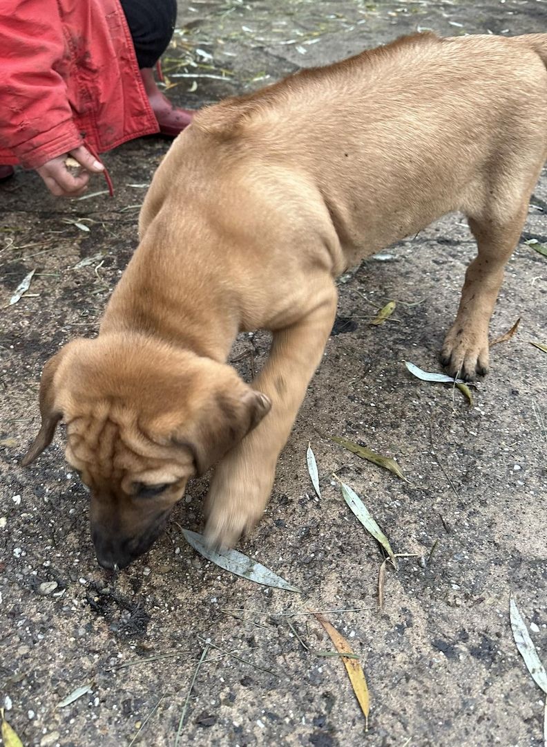 Rhodesian Ridgeback Mix Welpen