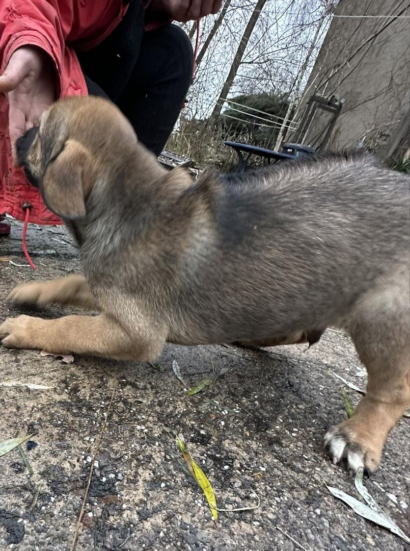 Rhodesian Ridgeback Mix Welpen