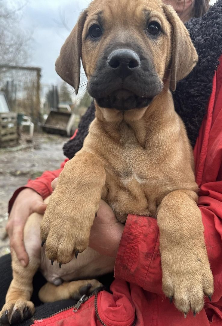 Rhodesian Ridgeback Mix Welpen