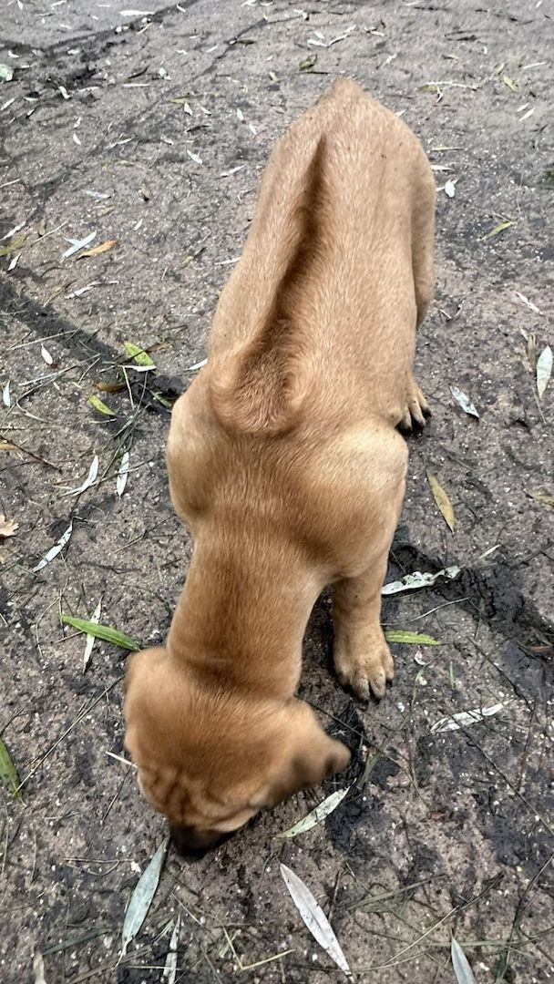 Rhodesian Ridgeback Mix Welpen