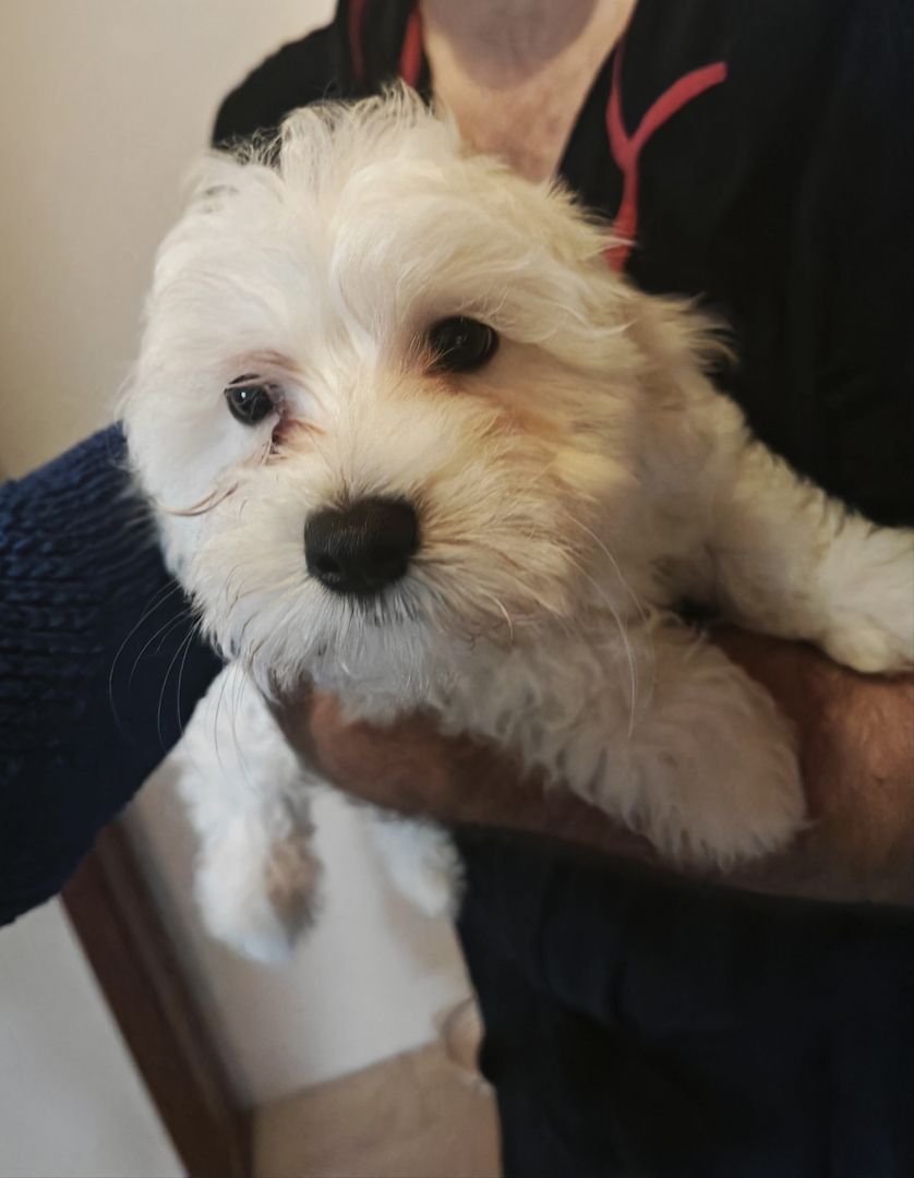 Bichon Malteser, Reinrassig Bichon Malteser, Reinrassig