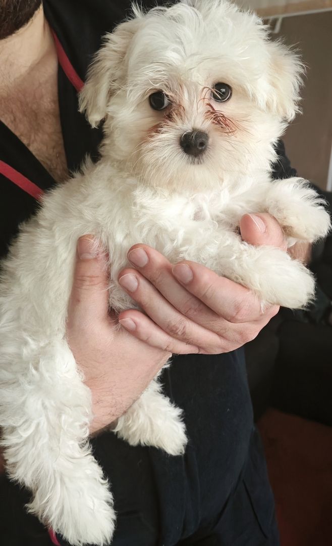 Bichon Malteser, Reinrassig Bichon Malteser, Reinrassig