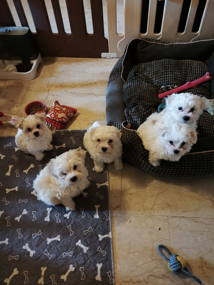 Bichon Malteser, Reinrassig Bichon Malteser, Reinrassig