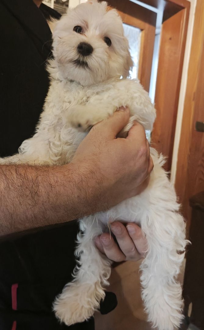 Bichon Malteser, Reinrassig Bichon Malteser, Reinrassig