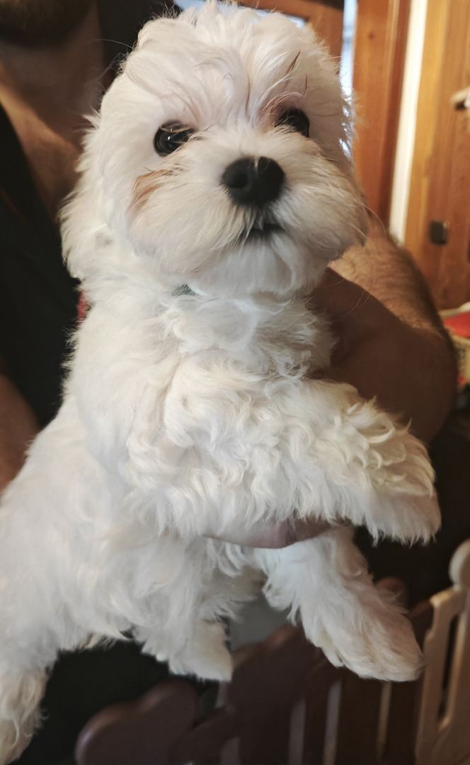 Bichon Malteser, Reinrassig Bichon Malteser, Reinrassig