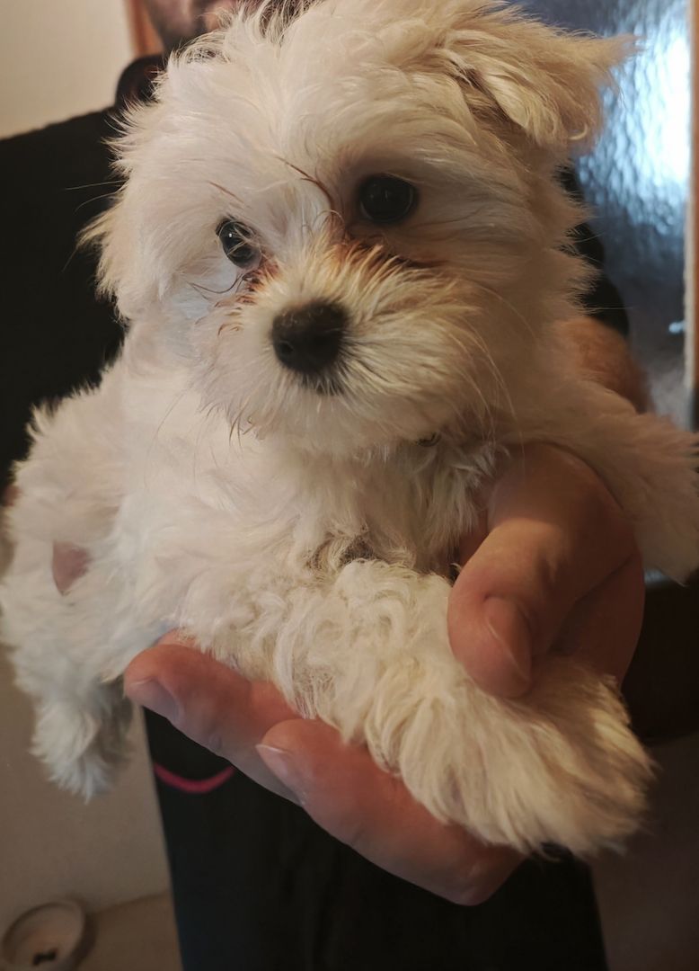 Bichon Malteser, Reinrassig Bichon Malteser, Reinrassig