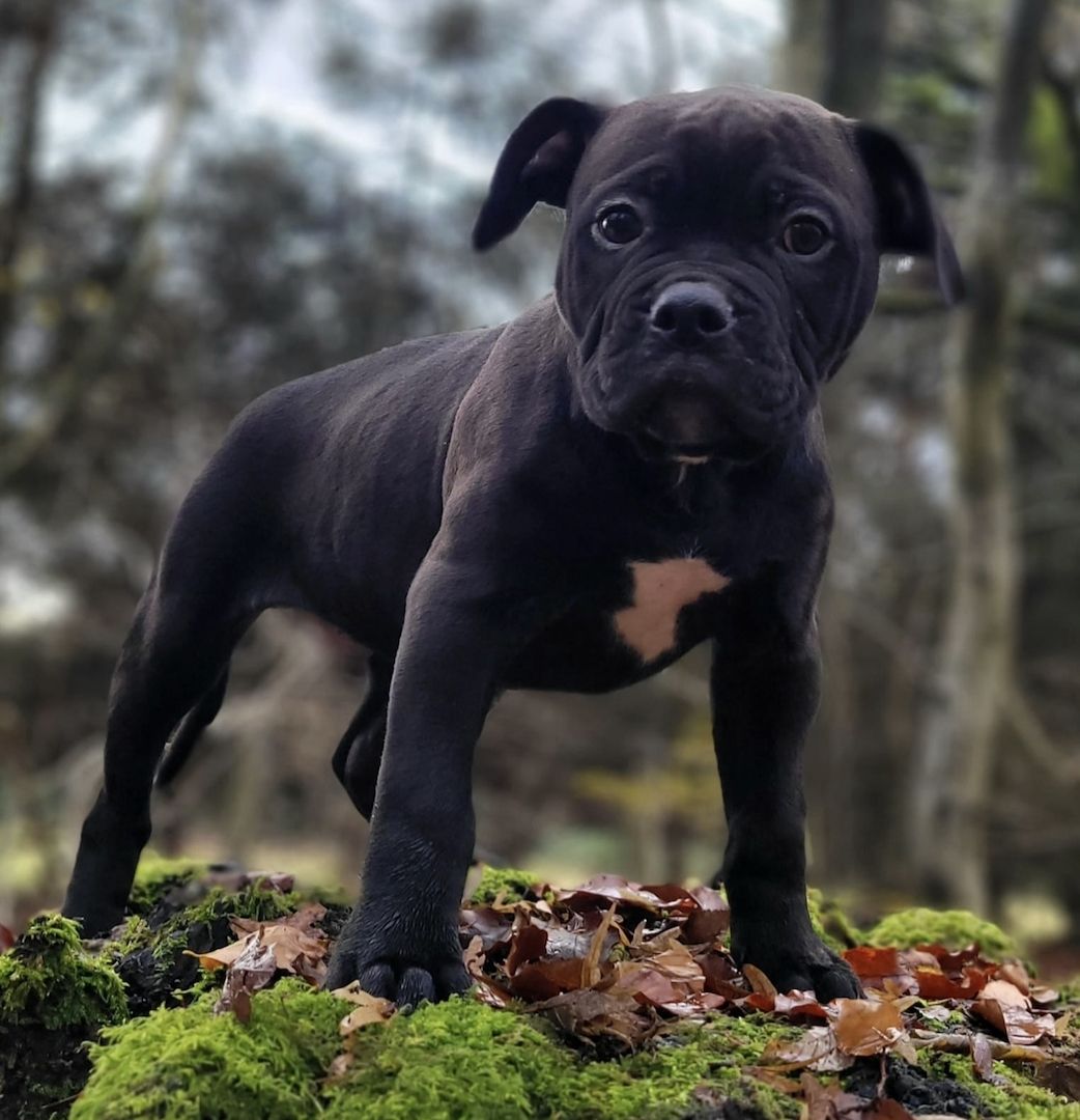Reinrassiger American-Bulldog Blue-Black
