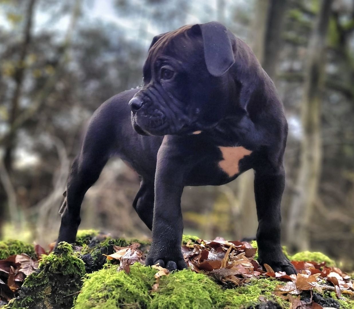 Reinrassiger American-Bulldog Blue-Black