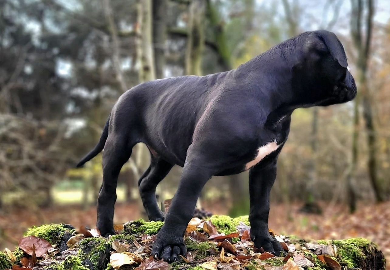 Reinrassiger American-Bulldog Blue-Black
