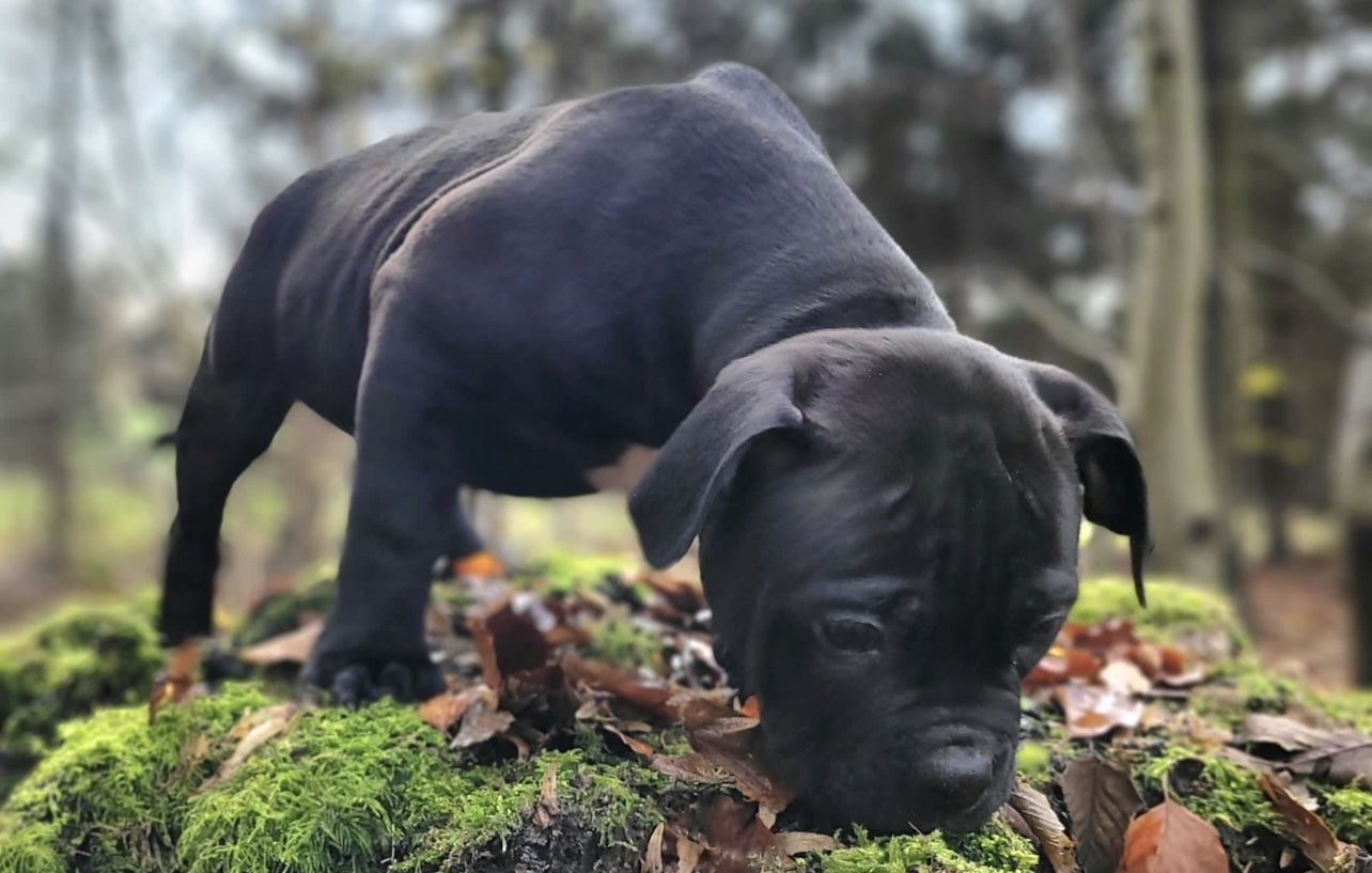 Reinrassiger American-Bulldog Blue-Black