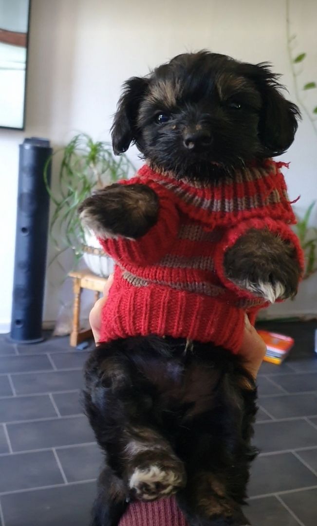 Nehme Mutterlose Welpen auf die Flasche benötigen