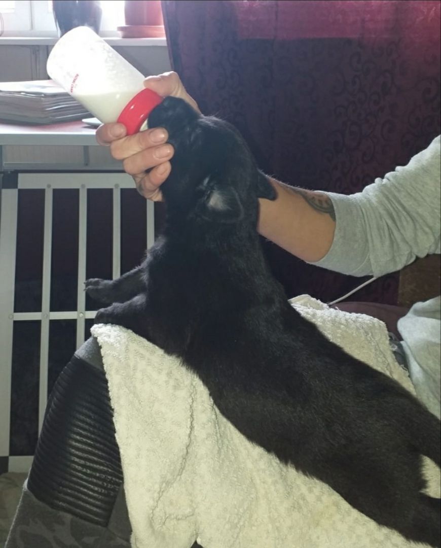 Nehme Mutterlose Welpen auf die Flasche benötigen