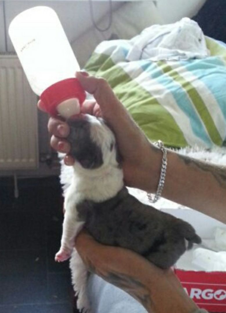 Nehme Mutterlose Welpen auf die Flasche benötigen