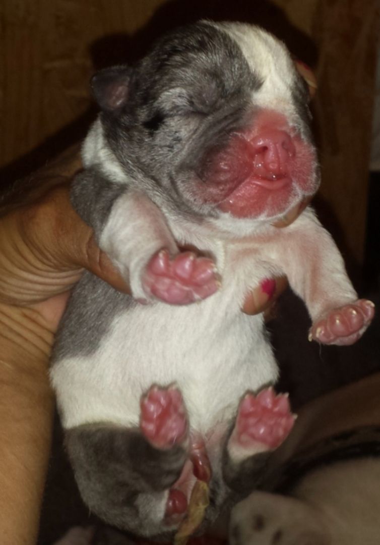 Nehme Mutterlose Welpen auf die Flasche benötigen